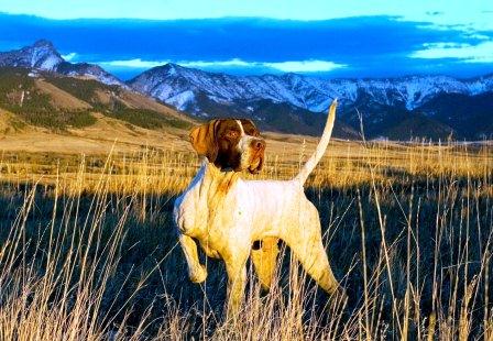 Pointer in ferma